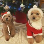 Reimi Tsutsumi Instagram - 🎄 皆さんメリークリスマスイブです✨ 今日の有馬記念枠順抽選会、私自身もとても楽しみにしていたのですが、お会いした番組関係者に新型コロナ陽性となった方がおり、大事を取って欠席とさせて頂きました。 先程PCR検査「陰性」と結果が出ましたので、引き続き感染対策を徹底しつつお仕事に戻ります。 1日でも早く平穏が戻りますように…。 . . #それにしても #番組冒頭の #大人の事情って #何よそれ！ #思わずツッコミました。笑 #検査の結果待ちという事でした！ #今日も堤は元気です💪 #今のりんさんたとあんさんたをお届け🐩 #皆さん素敵なクリスマスを…♡