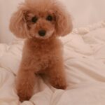 Reimi Tsutsumi Instagram - 🐶 本日24時〜、CSのフジテレビONEで放送の「兵頭・野爆のキャンピング王国」のナレーションを務めさせて頂きました☺︎ こういった番組のナレーションを担当するのは初でした！ 是非ご覧頂けると嬉しいです✨ . #遊びたっぷりに声を入れさせて頂いたつもりです #どんな風に仕上がっているのかドキドキ #写真は本日のりんさん #もふもふ #キャンプしてみたいなぁ