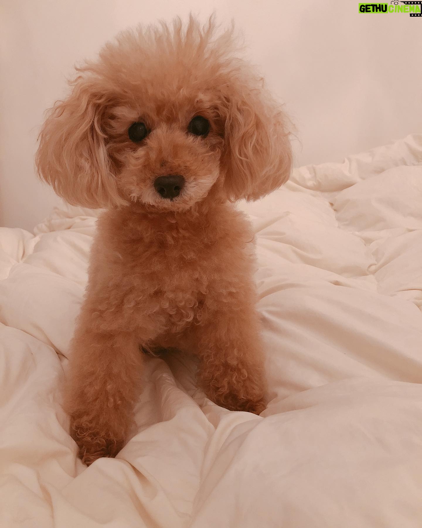 Reimi Tsutsumi Instagram - 🐶 本日24時〜、CSのフジテレビONEで放送の「兵頭・野爆のキャンピング王国」のナレーションを務めさせて頂きました☺︎ こういった番組のナレーションを担当するのは初でした! 是非ご覧頂けると嬉しいです✨ . #遊びたっぷりに声を入れさせて頂いたつもりです #どんな風に仕上がっているのかドキドキ #写真は本日のりんさん #もふもふ #キャンプしてみたいなぁ