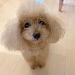 Reimi Tsutsumi Instagram - 🐩 ご無沙汰しております。 毎日ボーッとしながらも様々なことを考えていたら(矛盾)あっという間に月日が流れていました。 . 私もりんさんあんさんもとても元気です！ 最近のりんさんは耳がふわっふわです。ずっと触っていたいくらい🙈 可愛いでしょう…❤︎？ . さて、番宣です。 今夜25時15分〜の馬好王国でみんなのKEIBAについて紹介されていますので、是非ご覧頂けると嬉しいです🐎 久々にちょこっとだけ登場させて頂きました。 そして勿論、明日のみんなのKEIBAも宜しくお願いしますっ！ . #このりんさんの耳はもちろん #御行儀の良い足にも注目🐾