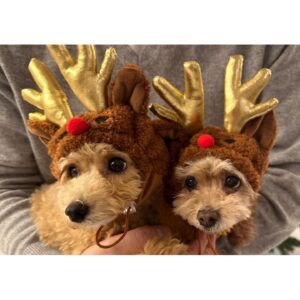 Reimi Tsutsumi Instagram - 📺
少し遅れてしまいましたが、皆さんメリークリスマスでした！🎄
我が家には小さくてモフモフのサンタクロースとトナカイが…💓
.
大好きなクリスマスシーズンが終わってしまうのは寂しいですが、また来年のクリスマスを楽しみに過ごします✨笑
.
そして「Live News α」年内は今日が最後の放送になります✨
今日も23時40分〜、是非ご覧ください🌙✨
.
#あんトナカイとおんぷサンタ
#となかいず🐩
