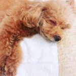 Reimi Tsutsumi Instagram - . 台風の被害が大きかった地域の方々、 報道でしか状況を把握出来ず心苦しいですが、とても心配です。 1秒でも早くライフラインが復旧する事をただ祈る事しか出来ませんが、支え合って乗り越えられますよう心から願っています。 . この暑さで体調を崩されている方も多くいらっしゃいます。 視覚効果で青色は体感温度を少し下げる効果があると聞いた事があります。 実際に私も夏場は枕元に青い物を置いています。 効果があるか分かりませんが…。 皆さんが少しでも早く日常を取り戻す事が出来ますように。 私も自分に出来ることを努めます。