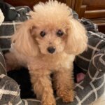 Reimi Tsutsumi Instagram - 🐶 わんこ達とゴロゴロ…❤︎ あんさんは、先日9歳のお誕生日でした🎂💓 よく子犬と間違えられますが、もう立派な大人です🐩 . . #最近は写真を全然撮っていないので2月に撮った写真を…笑 #多分載せてないはず…！ #りんさんあんさんが可愛すぎるので #たまらなくなってくっつきに行って迷惑そうな顔をされるのがいつものパターンです。