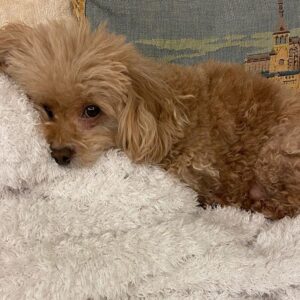 Reimi Tsutsumi Instagram - 🐶
わんこ達とゴロゴロ…❤︎ あんさんは、先日9歳のお誕生日でした🎂💓
よく子犬と間違えられますが、もう立派な大人です🐩
.
.
#最近は写真を全然撮っていないので2月に撮った写真を…笑
#多分載せてないはず…！
#りんさんあんさんが可愛すぎるので
#たまらなくなってくっつきに行って迷惑そうな顔をされるのがいつものパターンです。