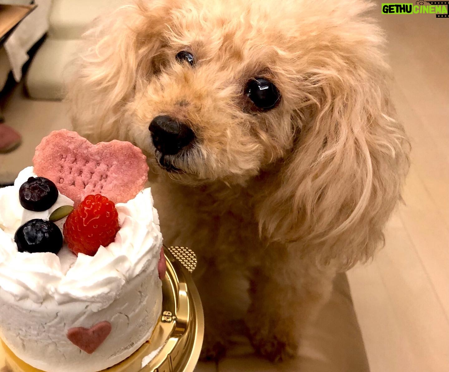 Reimi Tsutsumi Instagram - ๐ฉ Happy Birthday! 11ๆ25ๆฅใซ16ๆญณใฎ่ช็ๆฅใ่ฟใใใใใใ๐ถ . ๅฏๆใใใฆใกใญใกใญใงใใ . #้ฃใๆๅฐใฏใฃใฆใใใใใใฏ #ใใฎใใใ็จใฑใผใญใ #ๆฐ็งใงๅฎ้ฃ #ๅฟ่ซใใใใใซใใ่ฃพๅใใใพใใ๐