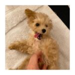 Reimi Tsutsumi Instagram - 🐩 今日から11月🌕 そして今日は“わんわんわん”で犬の日だそうです🐶 私もお仕事前に我が家のわんこ達と沢山遊んできました🐩💓 うちの子達から日々沢山の事を学ばせてもらい、沢山の愛を貰っています。 ちゃんとお返ししないと…！ 今までもこれからも、ずっとずっと大切で大好きな特別な存在です✨ . #みなさんどうも初めまして #おんぷ　です #7月に我が家に仲間入りしました #ものすごいスピードで大きくなってます #まだ6ヶ月なのにもうあんじゅのサイズを超えました #よく私のお腹の上でひっくり返ってます　 #平気で顔や首を踏んできます #でも可愛いので許します #あんさんはそんなおんぷと仲良くやってます #あんじゅとおんぷ #りんさんもいつまでも一緒 #2枚目はりんさんとあんさん #3、4枚目はおんぷ #いつもこんな感じで私の目の前でジタバタしてます #コラージュのセンス