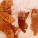 Reimi Tsutsumi Instagram - . 皆さんいかがお過ごしでしょうか…？ . 命をかけて私達の命を救って下さっている方々、生活を支えて下さっている方々への感謝の気持ちを忘れずに、今自分に出来ることは何だろうと日々考えています。 我慢しなければいけないことが沢山ある時期ですが、一緒に今を乗り切りましょう…！ . #少しでも癒しになれば… #うちの子たちもお家時間を満喫中です☺︎ #りんさんあんさん