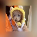 Reimi Tsutsumi Instagram - 🎃 Happy Halloween! . 今年はかぼちゃとトラとパンダになりました🐯🐼 皆さん素敵なハロウィンをお過ごし下さい☆ . #我が家は選挙特番を観ながらたこ焼きパーティー🐙 #今年もまた #母がノリノリでハロウィングッズを買っていました🎃 #りんさんカメラ目線をくれず #あんさんバッチリカメラ目線
