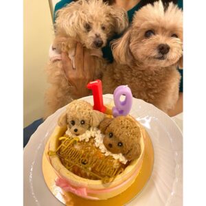 Reimi Tsutsumi Instagram - 🐩🎂
先日、我が家のりんさんが19歳になりました！
これからも元気で楽しい毎日を過ごせますように…♡
りんちゃんいつもありがとう💓
.
そして私も先月29歳となりました。
20代最後の1年、何事にも全力で、笑顔で過ごしたいと思っています！
今後ともどうぞ宜しくお願い致します🤲

.
#19歳と29歳
#あんさんも一緒にお祝い
#今年は特別に2匹にそっくりなケーキを🎂
#耳のつき方まで細かく再現されていて、たまらなく可愛いケーキでした🥺