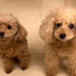 Reimi Tsutsumi Instagram - 🐩 Happy Birthday! 11月25日に16歳の誕生日を迎えたりんさん🐶 . 可愛すぎてメロメロです。 . #食い意地はってるりんさんは #このわんこ用ケーキを #数秒で完食 #勿論あんさんにもお裾分けしました🎂