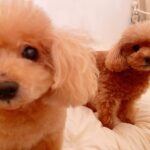 Reimi Tsutsumi Instagram - . 皆さんいかがお過ごしでしょうか…？ . 命をかけて私達の命を救って下さっている方々、生活を支えて下さっている方々への感謝の気持ちを忘れずに、今自分に出来ることは何だろうと日々考えています。 我慢しなければいけないことが沢山ある時期ですが、一緒に今を乗り切りましょう…！ . #少しでも癒しになれば… #うちの子たちもお家時間を満喫中です☺︎ #りんさんあんさん