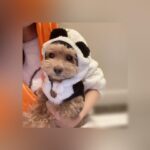 Reimi Tsutsumi Instagram - 🎃 Happy Halloween! . 今年はかぼちゃとトラとパンダになりました🐯🐼 皆さん素敵なハロウィンをお過ごし下さい☆ . #我が家は選挙特番を観ながらたこ焼きパーティー🐙 #今年もまた #母がノリノリでハロウィングッズを買っていました🎃 #りんさんカメラ目線をくれず #あんさんバッチリカメラ目線