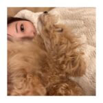 Reimi Tsutsumi Instagram - 🐩 今日から11月🌕 そして今日は“わんわんわん”で犬の日だそうです🐶 私もお仕事前に我が家のわんこ達と沢山遊んできました🐩💓 うちの子達から日々沢山の事を学ばせてもらい、沢山の愛を貰っています。 ちゃんとお返ししないと…！ 今までもこれからも、ずっとずっと大切で大好きな特別な存在です✨ . #みなさんどうも初めまして #おんぷ　です #7月に我が家に仲間入りしました #ものすごいスピードで大きくなってます #まだ6ヶ月なのにもうあんじゅのサイズを超えました #よく私のお腹の上でひっくり返ってます　 #平気で顔や首を踏んできます #でも可愛いので許します #あんさんはそんなおんぷと仲良くやってます #あんじゅとおんぷ #りんさんもいつまでも一緒 #2枚目はりんさんとあんさん #3、4枚目はおんぷ #いつもこんな感じで私の目の前でジタバタしてます #コラージュのセンス