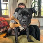 Renée Felice Smith Instagram - 🐶 people! Who is gonna adopt this little cutie? She is 1-2 years young, completely housebroken, spayed, vvv friendly with people, kids and calm, laid back dogs. Walks well on leash, knows her basic commands. Takes treats veryyyy gently like a good girl. Her name in the shelter was “Cookie” so we’ve been calling her “Cook” and it’s pretty cute. She knows “where’s your toy?!” and runs to find her wishbone. She’s perfect and will bring so much love and life into your home! Amazing homes only where you treat your pups like the angels they are! #adoptdontshop @istandwithmypack