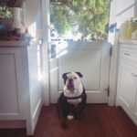 Renée Felice Smith Instagram - Gus on Tuesday. 🐼 @istandwithmypack #gustheenglishbulldogrescue