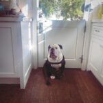 Renée Felice Smith Instagram - Gus on Tuesday. 🐼 @istandwithmypack #gustheenglishbulldogrescue