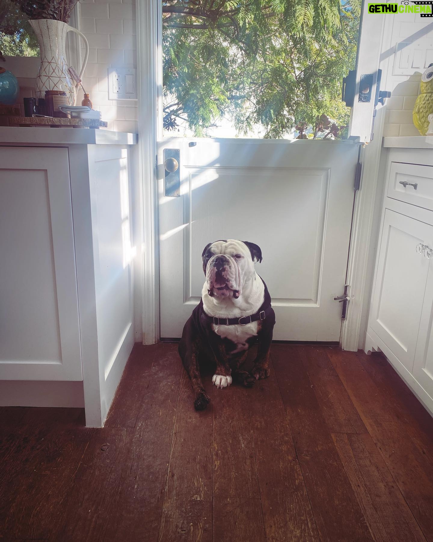 Renée Felice Smith Instagram - Gus on Tuesday. 🐼 @istandwithmypack #gustheenglishbulldogrescue