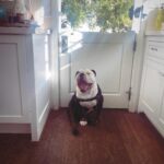 Renée Felice Smith Instagram - Gus on Tuesday. 🐼 @istandwithmypack #gustheenglishbulldogrescue