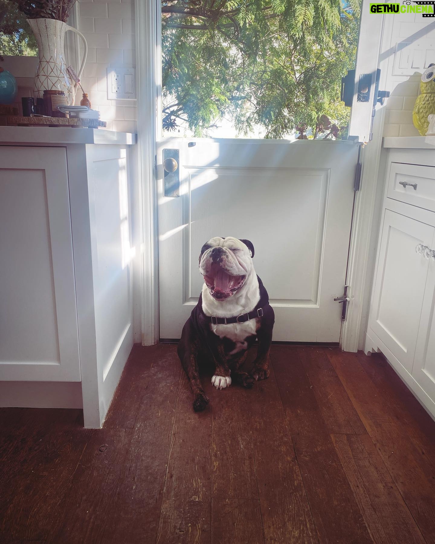 Renée Felice Smith Instagram - Gus on Tuesday. 🐼 @istandwithmypack #gustheenglishbulldogrescue