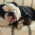 Renée Felice Smith Instagram - If only 6% more of us would adopt from shelters/ rescues rather than purchase dogs we would no longer have an overpopulation problem and could stop the senseless killing of animals in our nation’s shelters. BUT ALSO SPAY AND NEUTER YOUR DOGS to keep them out of the shelter and in homes treated like the angels they are! Search low cost spay and neuter clinics in your area! ALL OF OUR PUPS PICTURED WERE AT ONE TIME IN A SHELTER OR RESCUE aka if you have a fave breed you can find them in the shelter or rescue too! ❤️❤️❤️ #nationalbestfriendday #dogsovereverythingelse