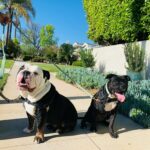 Renée Felice Smith Instagram - GUS has a new friend. Her name is COOK. 🖤🤍 She is available for adoption through @istandwithmypack Absolute best dog people only need apply 😎 #gustheenglishbulldogrescue