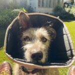 Renée Felice Smith Instagram - If only 6% more of us would adopt from shelters/ rescues rather than purchase dogs we would no longer have an overpopulation problem and could stop the senseless killing of animals in our nation’s shelters. BUT ALSO SPAY AND NEUTER YOUR DOGS to keep them out of the shelter and in homes treated like the angels they are! Search low cost spay and neuter clinics in your area! ALL OF OUR PUPS PICTURED WERE AT ONE TIME IN A SHELTER OR RESCUE aka if you have a fave breed you can find them in the shelter or rescue too! ❤️❤️❤️ #nationalbestfriendday #dogsovereverythingelse