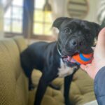 Renée Felice Smith Instagram - Cook! I want her to be someone’s number 1 🥇Who’s looking for a best friend? #adoptdontshop #pocketpittie Cook would do great in a home where someone wanted to hike, run, go on long walks and enjoy the outdoors! This girl has so much zest for life and love to give! 💫 Apply to adopt @istandwithmypack !!!