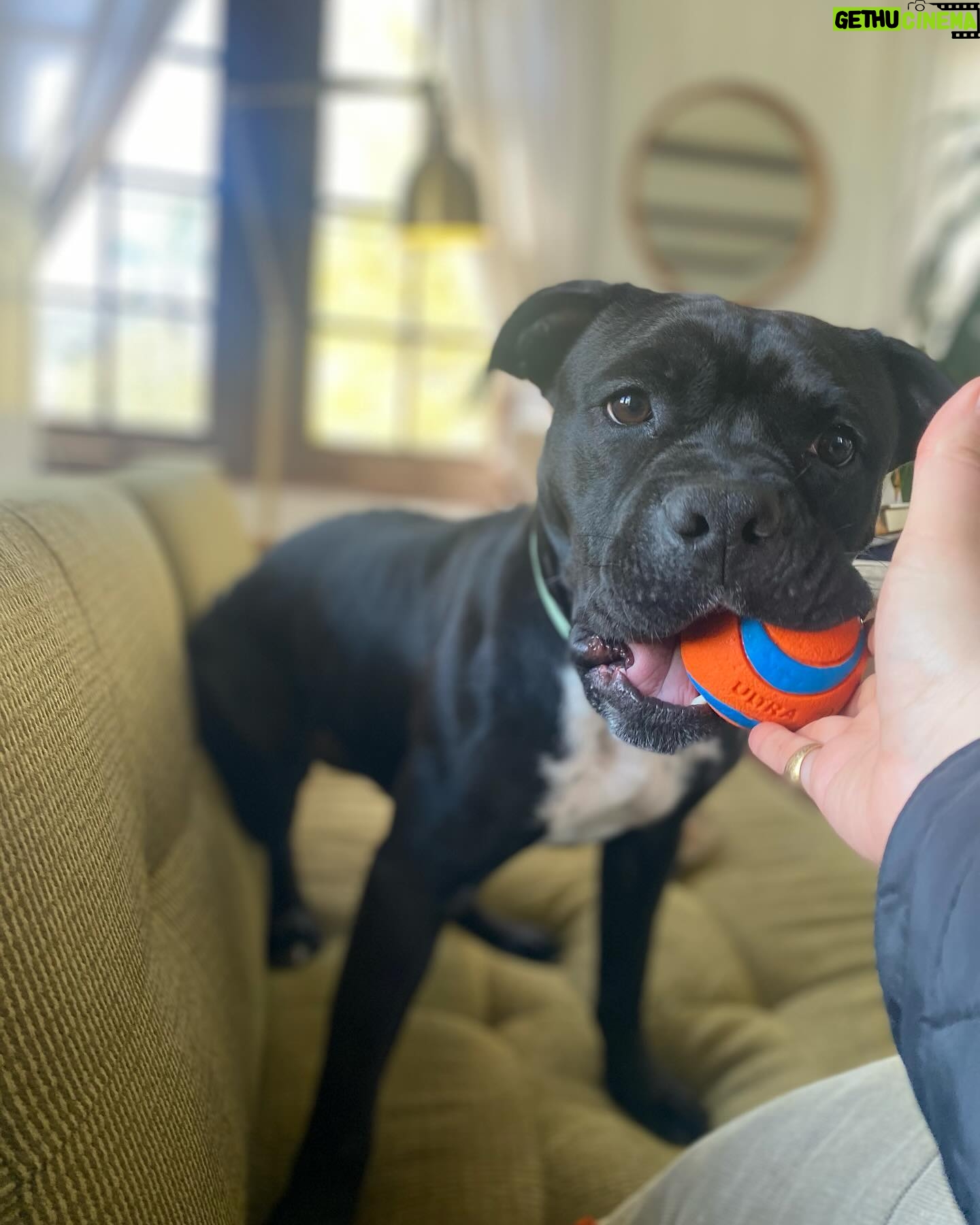 Renée Felice Smith Instagram - Cook! I want her to be someone’s number 1 🥇Who’s looking for a best friend? #adoptdontshop #pocketpittie Cook would do great in a home where someone wanted to hike, run, go on long walks and enjoy the outdoors! This girl has so much zest for life and love to give! 💫 Apply to adopt @istandwithmypack !!!