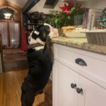 Renée Felice Smith Instagram – absolute perfect angel Christmas boy GUS being a lil naughty at Momma K’s 

adopted from @istandwithmypack 💫

#adoptdontshop❤️ 
#gustheenglishbulldogrescue