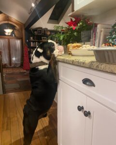 Renée Felice Smith Instagram - absolute perfect angel Christmas boy GUS being a lil naughty at Momma K’s adopted from @istandwithmypack 💫 #adoptdontshop❤️ #gustheenglishbulldogrescue
