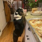 Renée Felice Smith Instagram – absolute perfect angel Christmas boy GUS being a lil naughty at Momma K’s 

adopted from @istandwithmypack 💫

#adoptdontshop❤️ 
#gustheenglishbulldogrescue