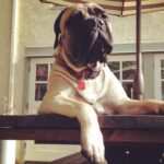 Renée Felice Smith Instagram - Hi Velmie, I miss you. We all do. ♥️♥️♥️ #velmathebullmastiff #velmaforever
