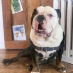 Renée Felice Smith Instagram – Our Gussie boy is TWO! 😍 

adopt don’t shop! @istandwithmypack #gustheenglishbulldogrescue