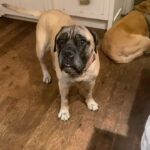 Renée Felice Smith Instagram - Hi Velmie, I miss you. We all do. ♥️♥️♥️ #velmathebullmastiff #velmaforever