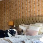 Renée Felice Smith Instagram - you’re welcome 🐶🐶🏆🏆 #alfietherescuemutt #gustheenglishbulldogrescue. @istandwithmypack