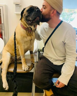 Renée Felice Smith Instagram - Hi Velmie, I miss you. We all do. ♥️♥️♥️ #velmathebullmastiff  #velmaforever