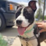 Renée Felice Smith Instagram - 🌸❤️ Meet Tallulah! This is the SWEETEST lil 10 month old pup. She was set to be euthanized for space and we are so glad we scooped her up when we did. Dog and people friendly. Fully house broken and very smart. We had her spayed and treated for a parasite. She’s is an absolute GEM. 🖤🤍🖤🤍🖤🤍❤️‍🔥 Available for adoption through @istandwithmypack