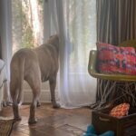 Renée Felice Smith Instagram - Hi Velmie, I miss you. We all do. ♥️♥️♥️ #velmathebullmastiff #velmaforever