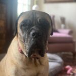 Renée Felice Smith Instagram - Hi Velmie, I miss you. We all do. ♥️♥️♥️ #velmathebullmastiff #velmaforever