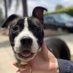 Renée Felice Smith Instagram - 🌸❤️ Meet Tallulah! This is the SWEETEST lil 10 month old pup. She was set to be euthanized for space and we are so glad we scooped her up when we did. Dog and people friendly. Fully house broken and very smart. We had her spayed and treated for a parasite. She’s is an absolute GEM. 🖤🤍🖤🤍🖤🤍❤️‍🔥 Available for adoption through @istandwithmypack