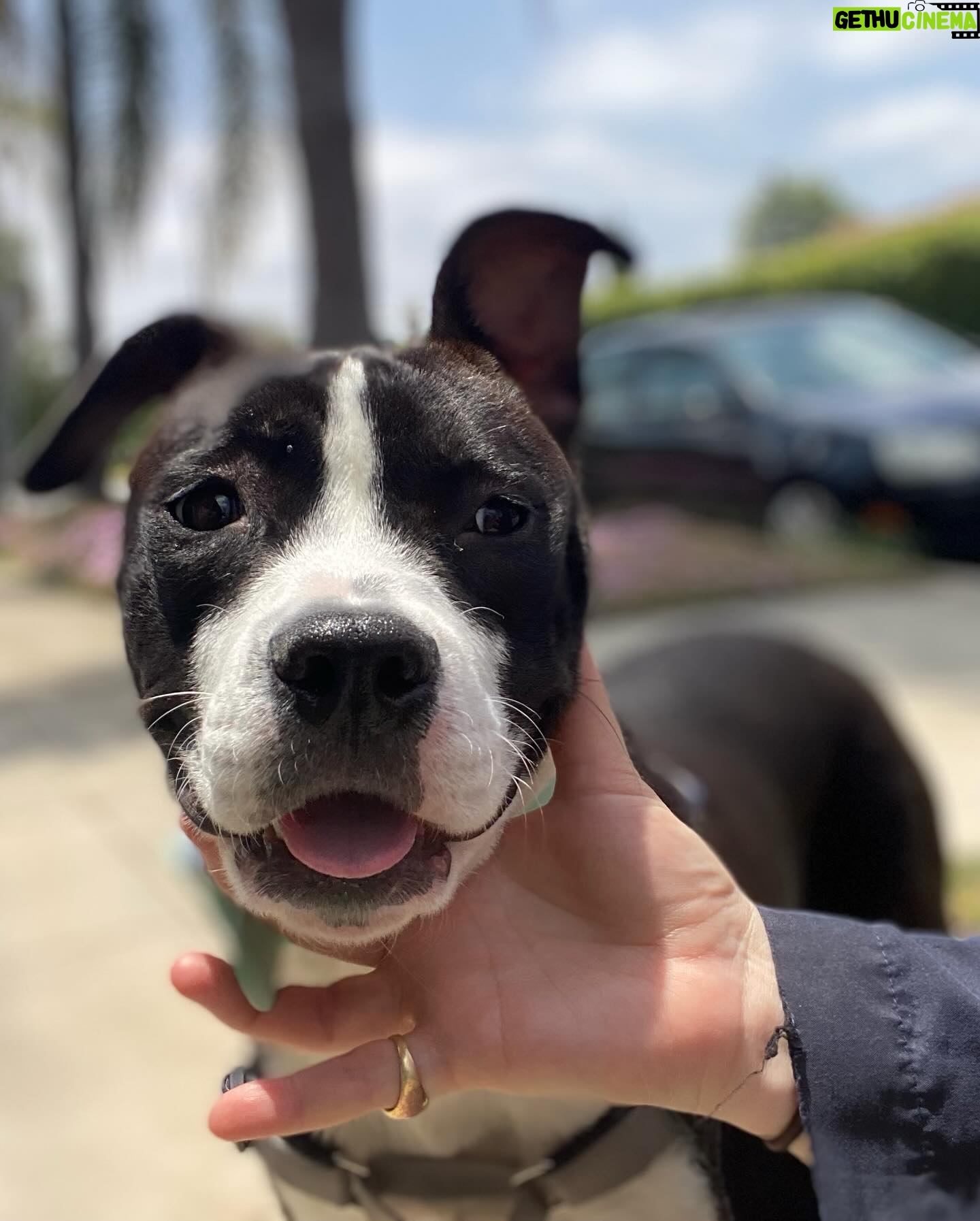 Renée Felice Smith Instagram - 🌸❤️ Meet Tallulah! This is the SWEETEST lil 10 month old pup. She was set to be euthanized for space and we are so glad we scooped her up when we did. Dog and people friendly. Fully house broken and very smart. We had her spayed and treated for a parasite. She’s is an absolute GEM. 🖤🤍🖤🤍🖤🤍❤️🔥 Available for adoption through @istandwithmypack