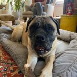 Renée Felice Smith Instagram - Hi Velmie, I miss you. We all do. ♥️♥️♥️ #velmathebullmastiff #velmaforever