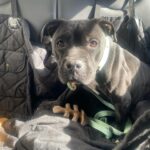 Renée Felice Smith Instagram - 🎼Oops I did it again 💁🏻‍♀️ … SAY HELLO TO OUR NEW FOSTER! She was listed as urgent and time was a-ticking. The shelters in LA are so overcrowded dogs really only get a month before they are euthanized for space. SO I busted her out of the clink today with the help of the incredible rescue group, @istandwithmypack 💫❤️ @rita_earl_blackwell thank you for all you do to get these precious babies seen and saved! You’re incredible. We bow down! If you have the space, please consider fostering! #fosteringsaveslives 🐶❤️🐶