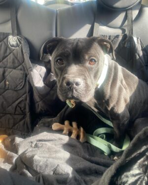 Renée Felice Smith Instagram - 🎼Oops I did it again 💁🏻‍♀️ … SAY HELLO TO OUR NEW FOSTER! She was listed as urgent and time was a-ticking. The shelters in LA are so overcrowded dogs really only get a month before they are euthanized for space. SO I busted her out of the clink today with the help of the incredible rescue group, @istandwithmypack 💫❤️ 

@rita_earl_blackwell thank you for all you do to get these precious babies seen and saved! You’re incredible. We bow down!

If you have the space, please consider fostering! #fosteringsaveslives 

🐶❤️🐶