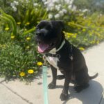Renée Felice Smith Instagram - COOK! Our pretty girl pocket pittie foster child. Proud of this good girl. #adoptdontshop APPLY TO ADOPT THIS SWEETHEART THROUGH @istandwithmypack 💖💫