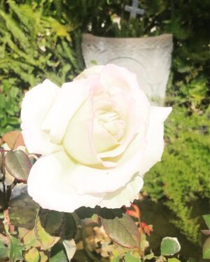 Renee O'Connor Instagram - Thank you! My birthday was calm, reflective and filled with optimism, to end with a rainstorm and lemon cake!! Loved it.
Thank you for the fan art: appreciated, sometimes hilarious, and all thoughtful.
And the lovely birthday wishes are still coming, resonating in my heart! 
Here is to starting another year around the sun with my wingspan expanding.
Onwards and Upwards! 💜🙏🏼