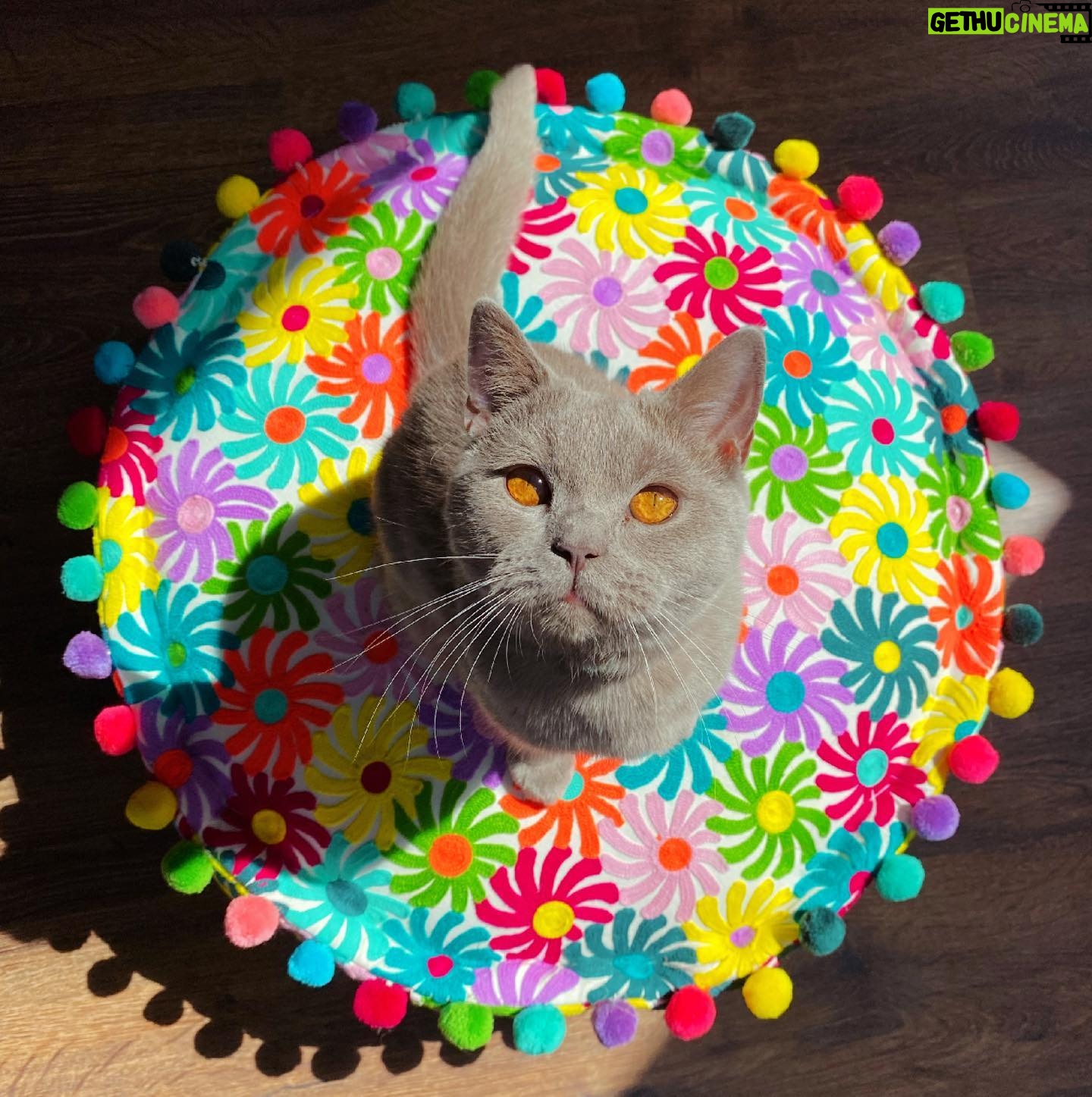 Rhian Sugden Instagram - 𝐎𝐡 𝐁𝐚𝐫𝐫𝐲 🤩 This colourful number deserves a wall post. Loving @bombayducklondon at the moment for all of my colourful cushion needs. Not an ad. Bought it myself. 🌈 #catsofinstagram #bsh #bshkitten #catspam #cat
