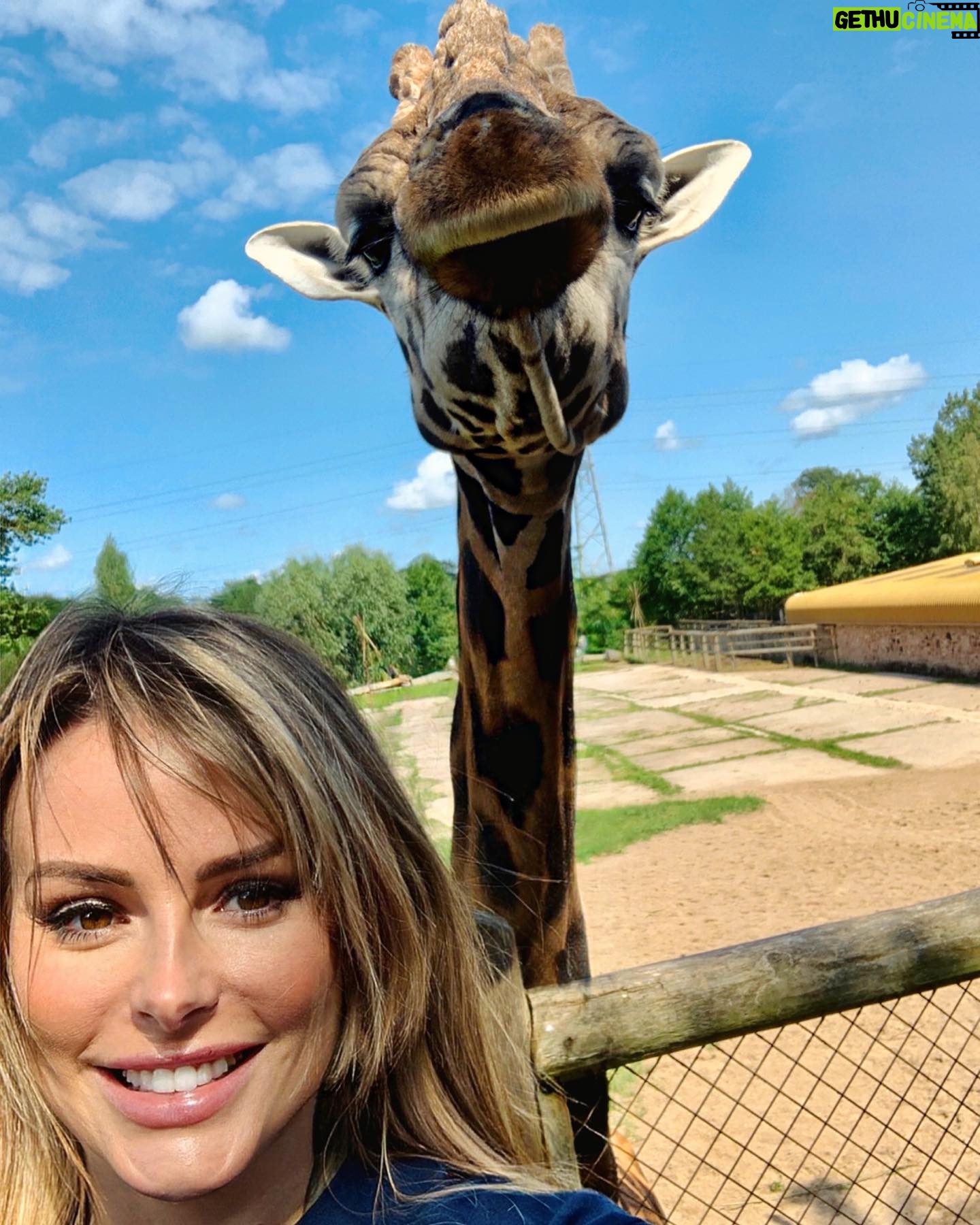 Rhian Sugden Instagram - 𝐘𝐨𝐮’𝐫𝐞 𝐡𝐚𝐯𝐢𝐧𝐠 𝐚 𝐠𝐢𝐫𝐚𝐟𝐟𝐞 if you think you can beat this selfie!!🦒 Feeding the Giraffes @chesterzoo was unbelievable 😍. Not an ad! I paid for the #giraffeexperience where all monies go back in to support the upkeep and running of zoo! #chesterzoo #bestselfiepics