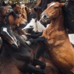 Rhona Mitra Instagram - Uruguay has confirmed the first export of equine meat to China.🇨🇳 ☠️🇺🇾 🐴 🥩 💰 🩸 A country that uses, abuses, exploits and yet reveres the horse. They export for sport, sell for meat, extract blood for hormones and SOMEHOW STILL uses the ‘Caballo’ 🐴 as a symbol of pride for its country. But when it comes to making a fast and dirty dollar for the sake of vile and greedy human consumption….. All the love and awe conveniently disappears….. because at the end of the day they are all just fat, greedy bastards. Help continue with the campaign to close the horse slaughterhouses in Uruguay. IN THE LINK IN BIO Montevideohorsesave- click and translate to English. YOU CAN SIGN TO SAY NO MORE HORSE SLAUGHTERERS IN URUGUAY #BanHorseSlaughter #CountryOfHorses #Caballo #Shame #greed #hypocrisy#fatbastards #uruguaynatural ☠️ Uruguay concretó la primera exportación de carne equina a China Ayudános a seguir con nuestra campaña por el cierre de los mataderos de caballos en Uruguay! EN EL LINK DE LA BIO PUEDES FIRMAR PARA DECIR NO MÁS MATADEROS DE CABALLOS EN URUGUAY! @montevideohorsesave …we expect this of China they dont give a fuck about anything or anyone… But come on Uruguay…. @luislacallepou Lets do better. Its not a good look, buddy.