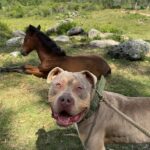 Rhona Mitra Instagram - Alive and Kicking ✊🏾 On January 1 2024 Auberon and Ludo, two perfectly innocent and devine creatures were sentenced to execution by the British Government. On that very day due to a whole lot of love, energy, time, coordination, commitment, red tape and dodgy customs brokers they are now both free and will live out the remainder of their lives with a pack of dogs, in nature, swimming in rivers and climbing mountains muzzle free and treasured for who they are. No matter their history, breed or possible kinks. Because quite simply we owe every single living creature the right to be seen and honourd without prejudice, discrimination and projection. (All built on media manipulation and divisive political tactics) THIS is what the goodness and commitment of a few people can do! And I can not tell you how it makes my jaded heart swell to have experienced the love of the community out there show up especially in a time where we are wading through a mire of such abhorrent, fear fueled hate and polarization. And the biggest thanks to @danni.allpaws for picking up the phone when I called and entertaining my insanity… for taking the best care Ive seen from any kennel in my life, for driving them to their vet appointments and getting their shots and paperwork, for walking them together and setting them up to be brothers for life… you’re an angel on earth. And Fede for taking on and navigating Argentine “bureaucracy… “ (if you know you know) like a stealth ninja…driving us 1200kms across boarders and oceans… impresionante! 💪🏾 We are all pretty exhausted and its going to be serious work acclimating these gorgeous lads, make no mistake. But what an absolute honour. Thank you all who helped make this happen. It may be only two lives but its the quality of life we give our children that makes or breaks them. If we cant give them the lives they deserve frankly they are better off without us. Two and four legged alike. For the thousands of dogs that are not this lucky I hope they feel the love in their souls & know they will be represented by two of the finest…. Auberon and Ludo You are so very loved #whatwedotoanimalswedotoourselves @thelastarkorphanage